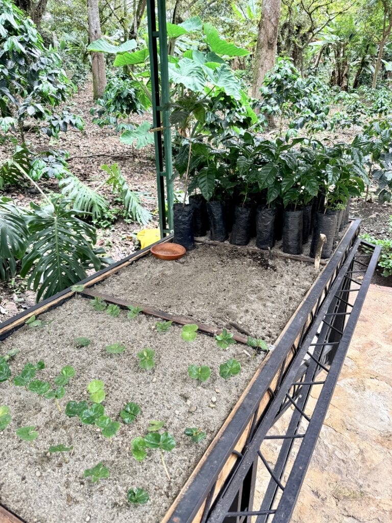 Coffee plants, Colombia
